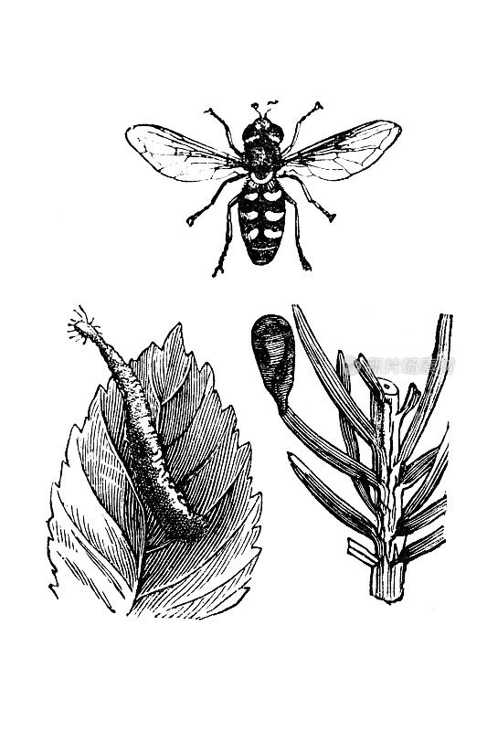 食蚜蝇、硒化西蝇及其幼虫
