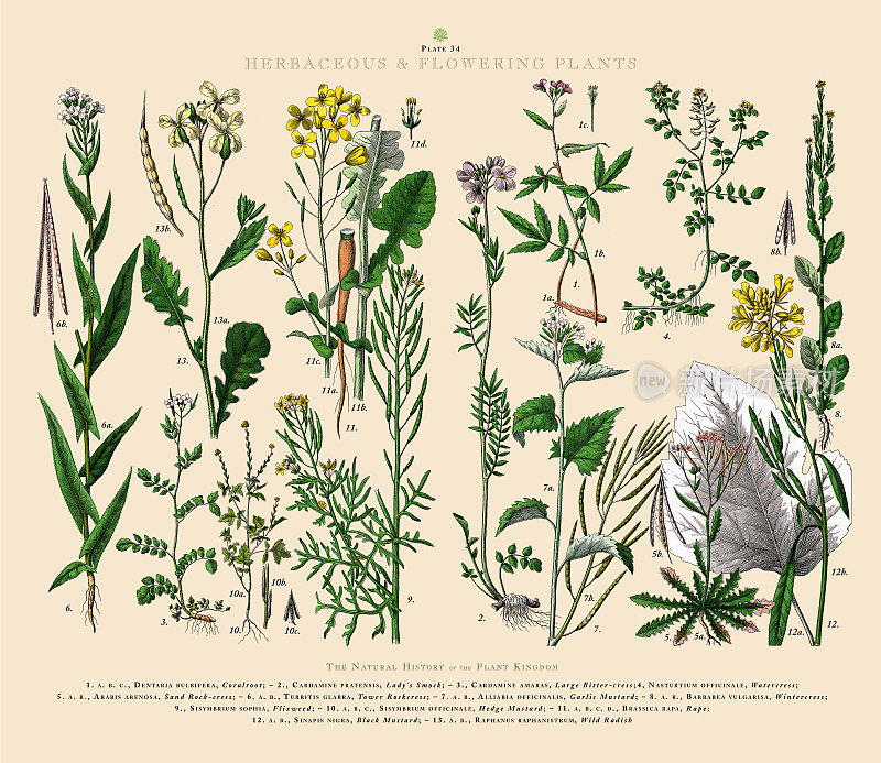 草本和开花植物，植物王国，维多利亚植物插图，大约1853年