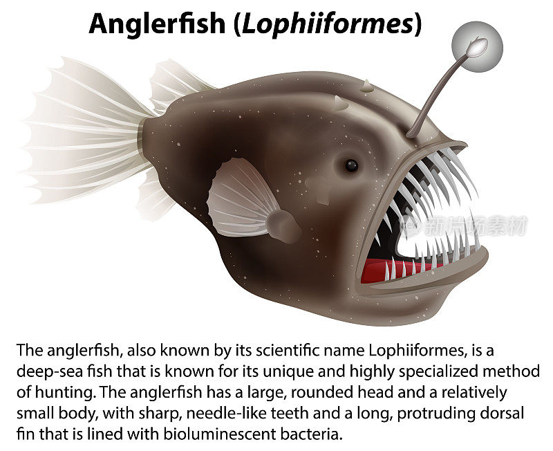 带有信息文本的琵琶鱼(Lophiiformes)