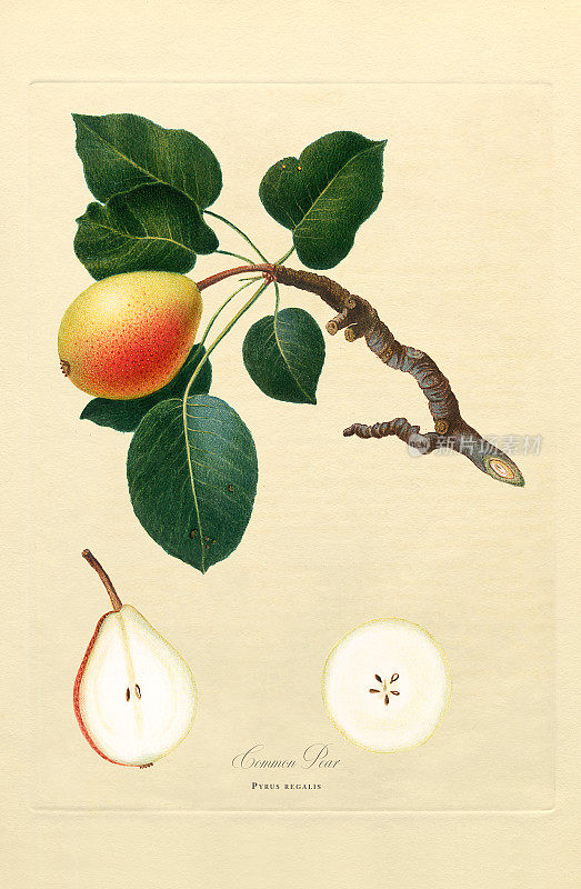 手工着色古董插图，梨，植物插图，大约1817年