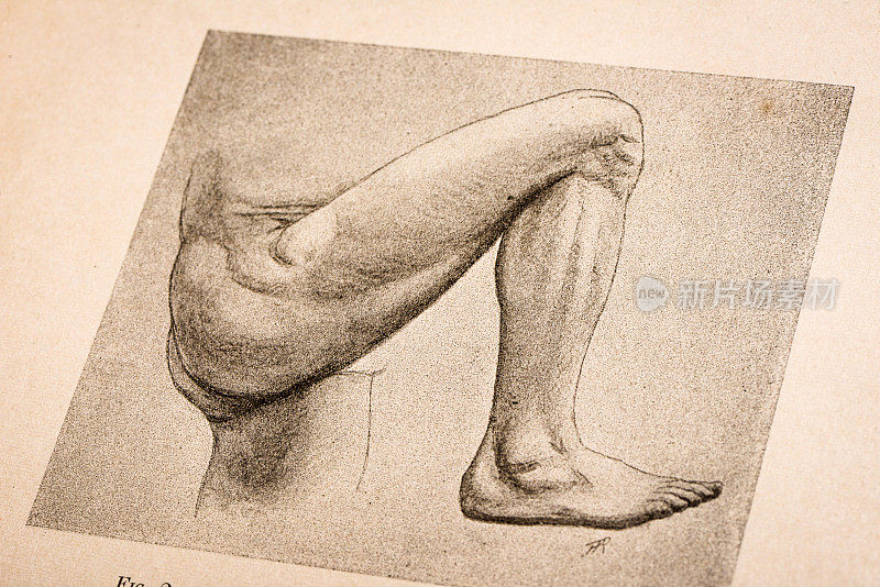 人体解剖插图，来自古董法国艺术书籍:腿