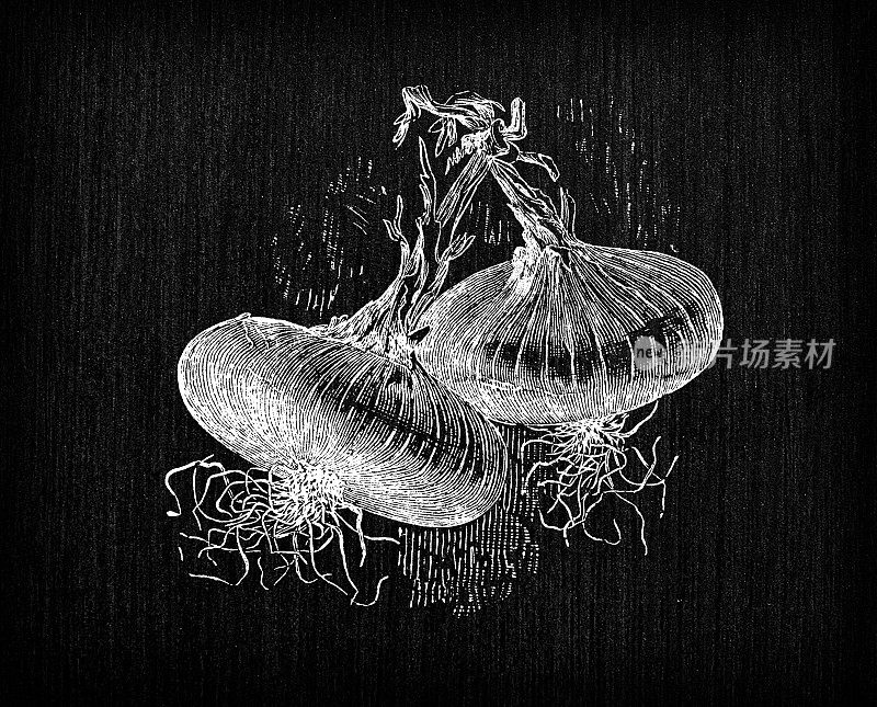 植物学蔬菜植物仿古雕刻插图:西班牙洋葱