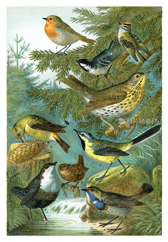 一组色彩鲜艳的鸣禽插图不同的鸟1898