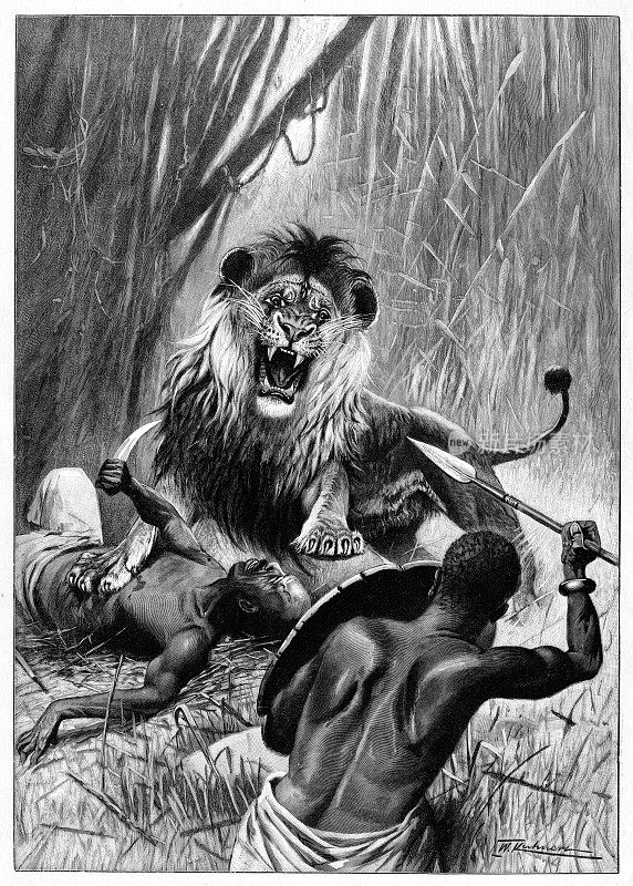 1896年，野生狮子在丛林袭击非洲猎人