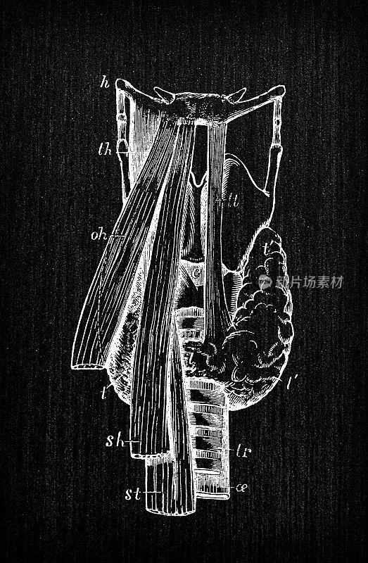 人体解剖学古董插图:甲状腺体