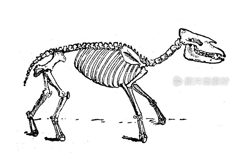 古董插图:Palaeotherium