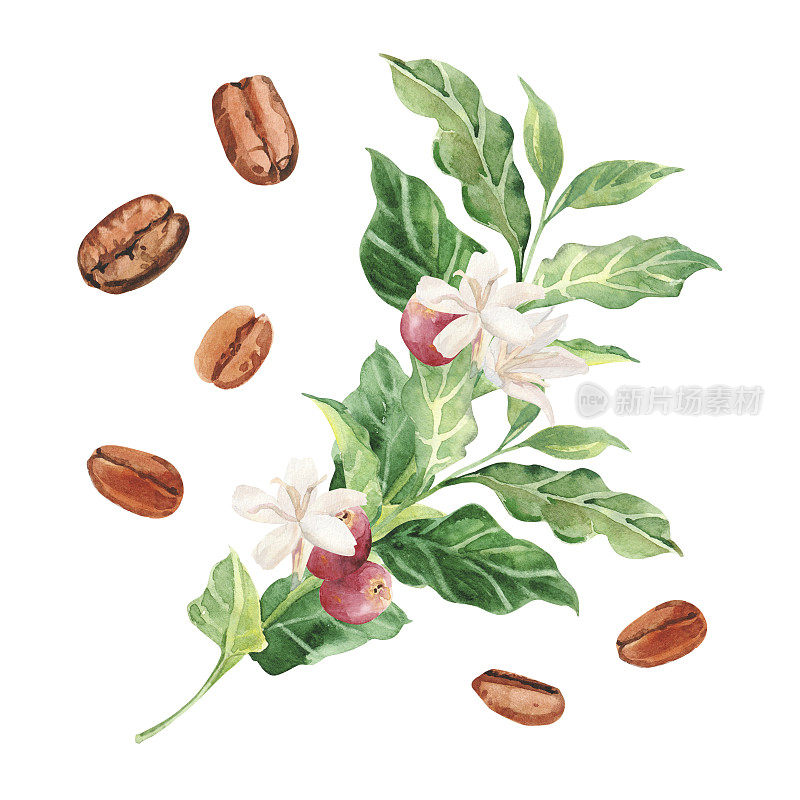 手绘水彩咖啡树枝、花和豆。咖啡树。咖啡浆果的成熟。
