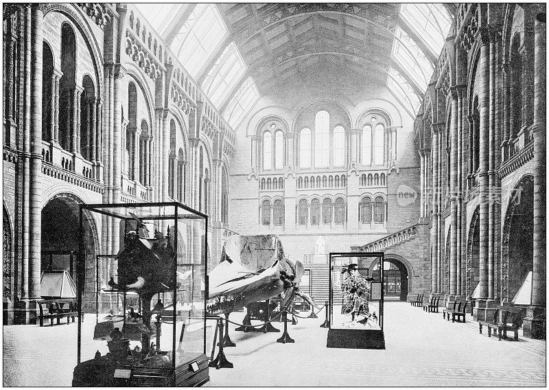伦敦自然历史博物馆的古董照片