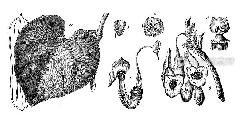 古董雕刻插图:马兜铃