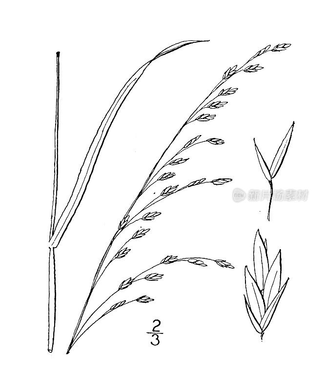 古植物学植物插图:羊茅，点头羊茅草
