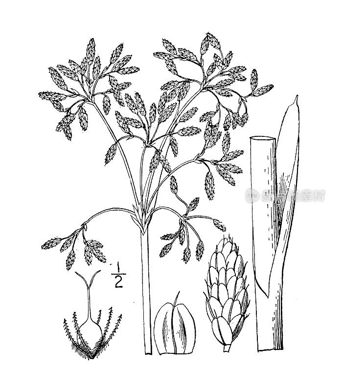 古植物学植物插图:加利福尼亚三棱藨草，加利福尼亚芦苇