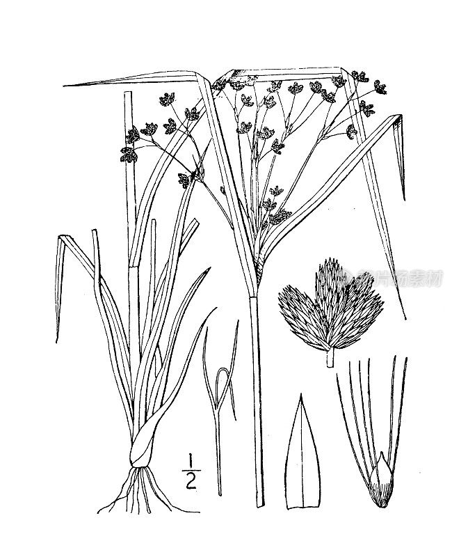 古植物学植物插图:三棱藨草、羊毛草