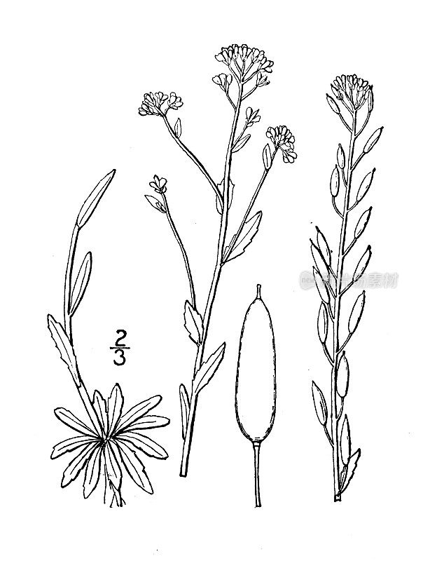 古植物学植物插图:金白草,金白草