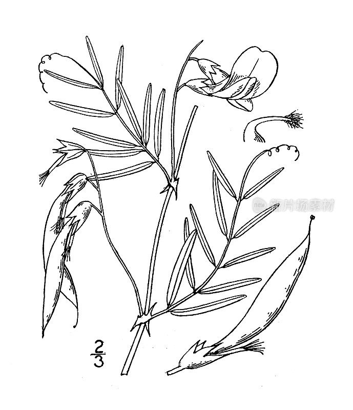 古董植物学植物插图:野豌豆，窄叶美国野豌豆