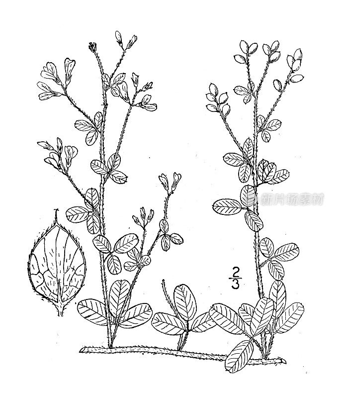 古植物学植物插图:胡枝子，蔓生灌木三叶草