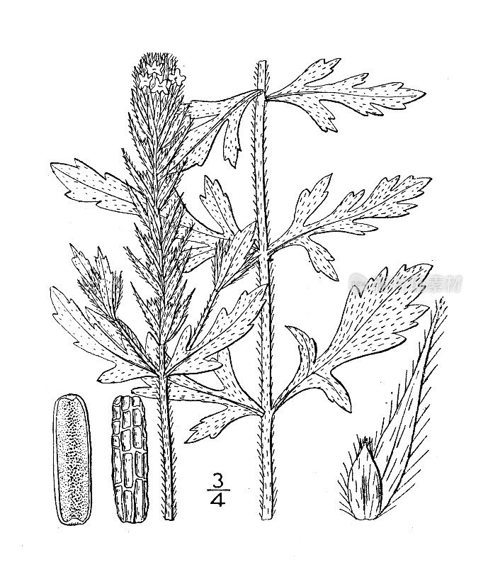 古植物学植物插图:马鞭草，大苞叶马鞭草