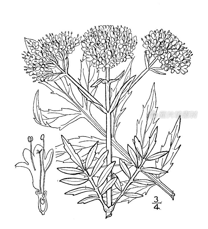 古植物学植物插图:缬草、花园缬草