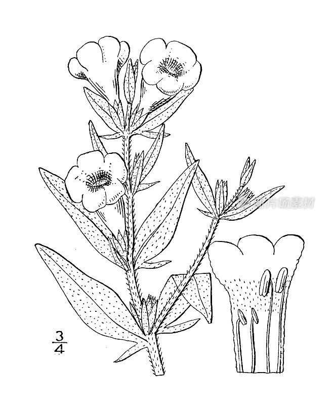 古植物学植物插图:吉耳兰、吉耳兰