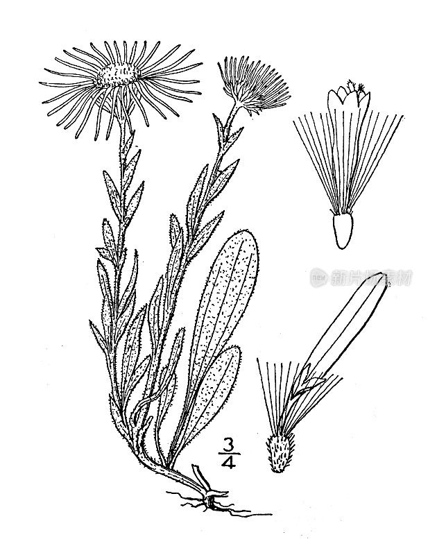 古植物学植物插图:灯盏花、灯盏花