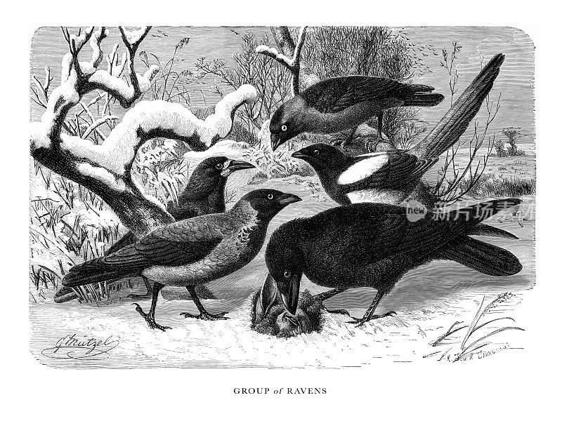 乌鸦群，鸟，古董美国雕刻:自然历史，1885年
