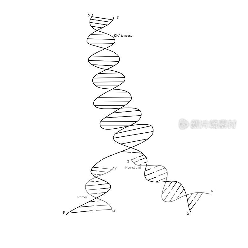 通过特异引物结合合成新的靶DNA链，体现了PCR技术中DNA扩增的概念。