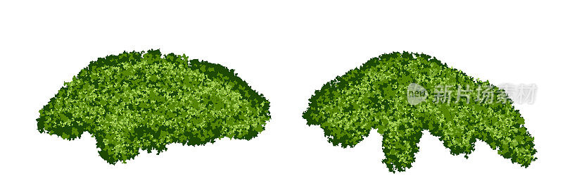 一组明亮的绿色苔藓灌木或森林地衣与现实的纹理隔离在白色背景