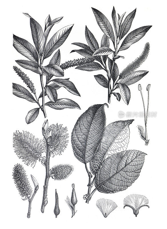 复古植物海报，植物如柳脆弱，柳caprea。手绘雕刻插图。