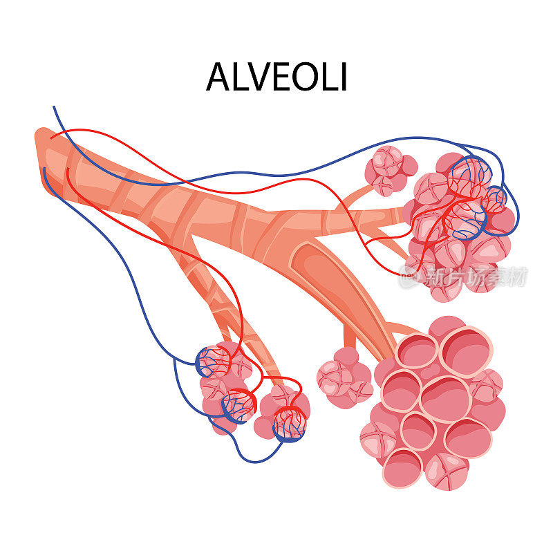 肺泡结构有毛细血管