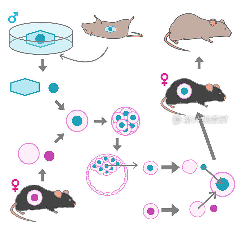 矢量图解释了从冷冻小鼠创造克隆黑鼠的过程