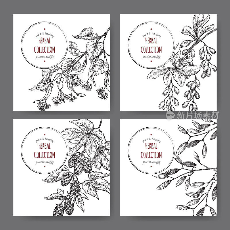 四个载体标签酸橙树，小檗，槲寄生，啤酒花草图。
