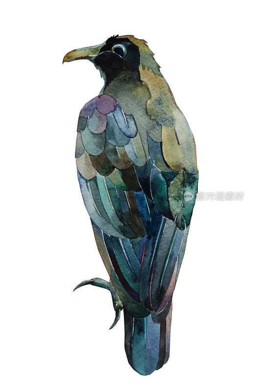 插图的黑色乌鸦与颜色反射羽毛
