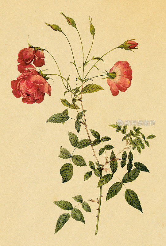 带茎的红茶玫瑰的古董插图