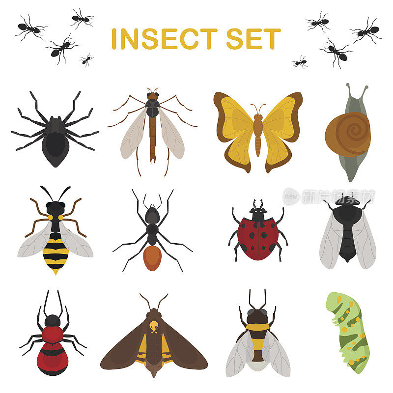 苍蝇昆虫野生昆虫学昆虫动物自然甲虫生物学嗡嗡图标矢量插图