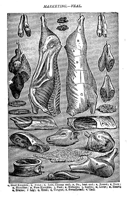 维多利亚时代的一幅海报插图，是19世纪的家庭主妇和厨房厨师在推销小牛肉时用的画框和文字;出自比顿夫人1899年的烹饪书