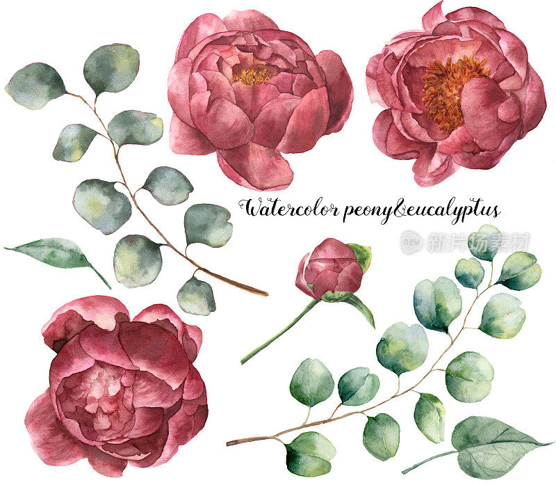 水彩牡丹和桉树集。手绘花卉元素与花和桉树枝孤立在白色的背景。植物插图设计。