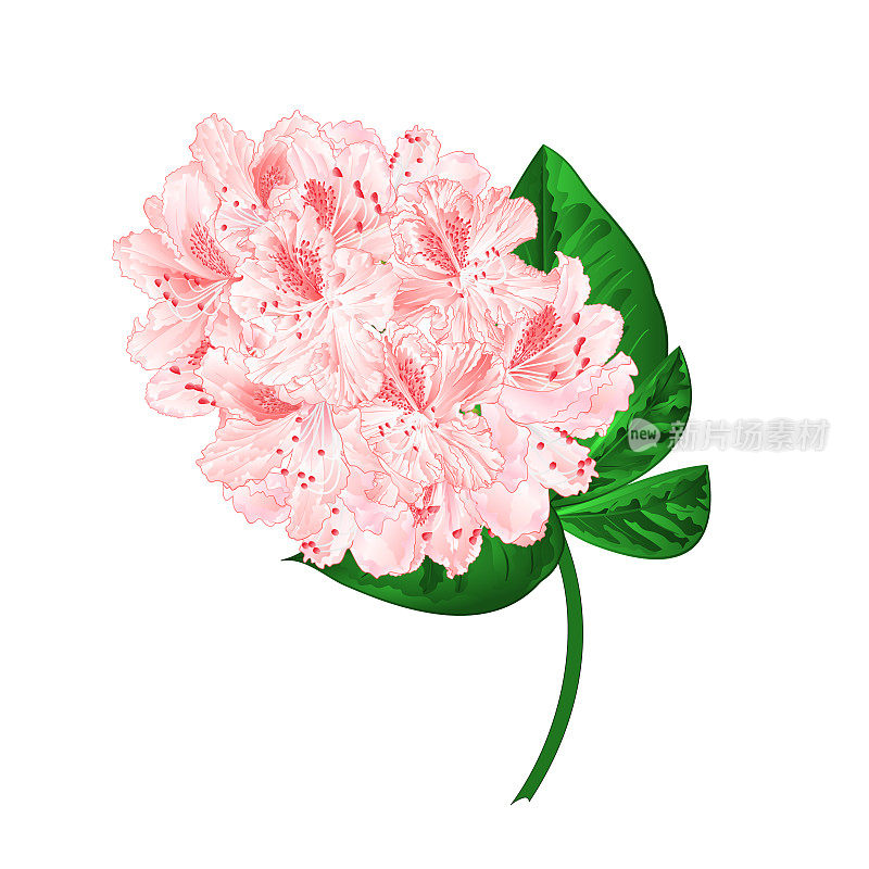浅粉色的花杜鹃花枝，山灌木，白色背景，复古矢量插图可编辑