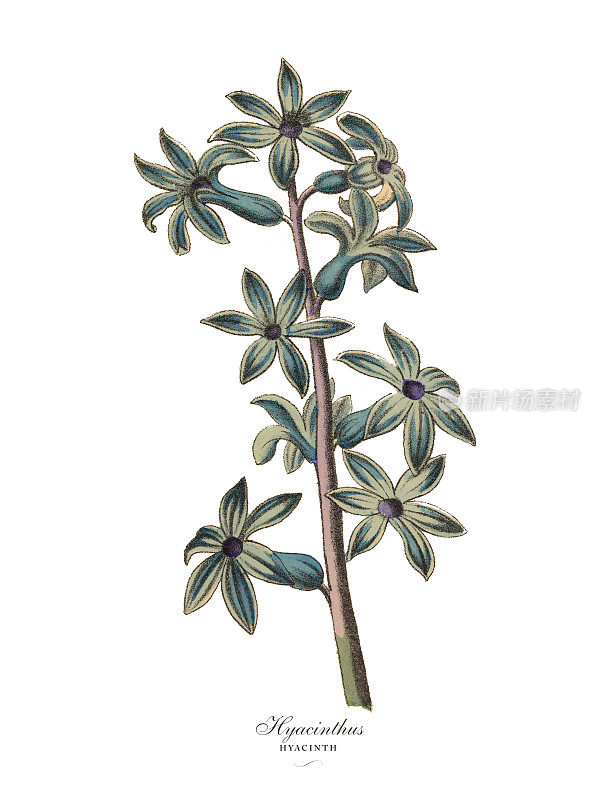 风信子或风信子植物，维多利亚植物学插图