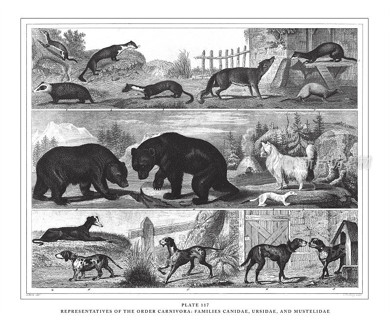 食肉目代表:犬科、熊科和鼬科雕刻古董插图，出版于1851年