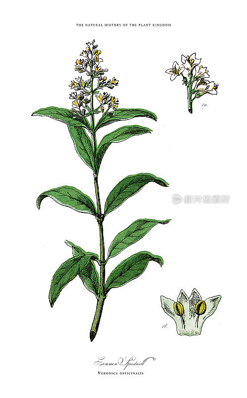 开花植物，植物王国，维多利亚植物插图，大约1853年