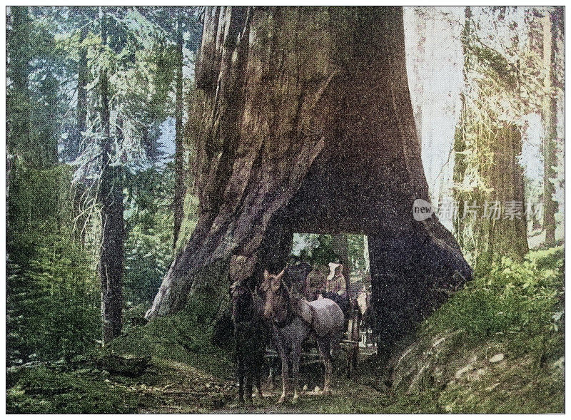 世界地标的古董照片(大约1894年):加州红杉