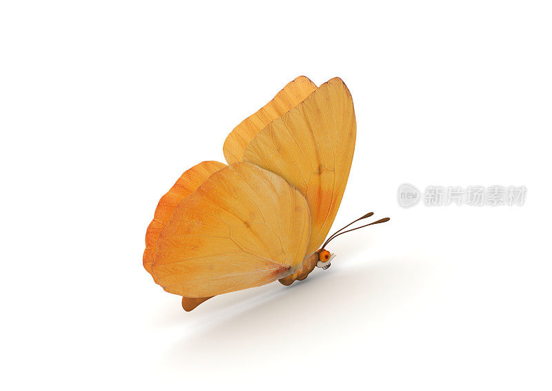 橙色蝴蝶孤立