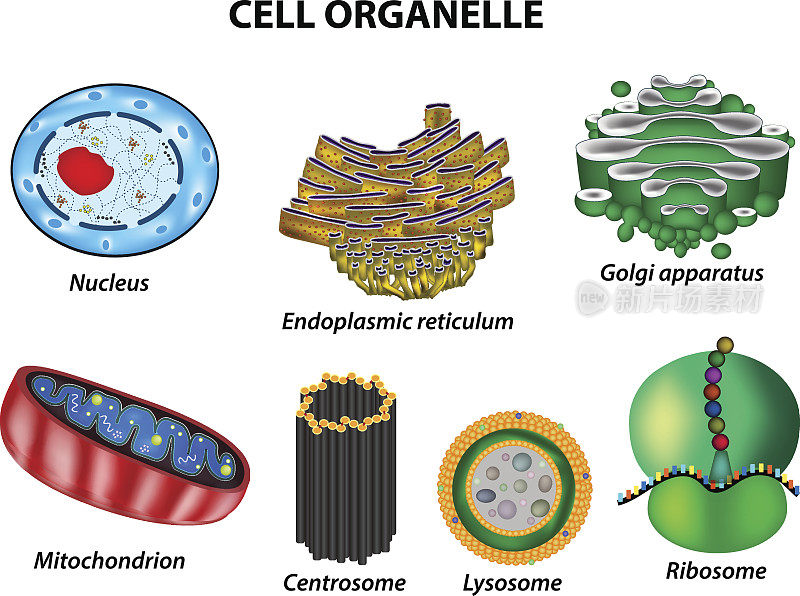 设置细胞器。细胞核，高尔基体，线粒体，中心体，溶酶体，