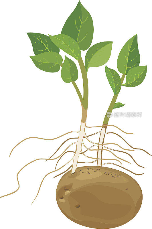 土豆植物