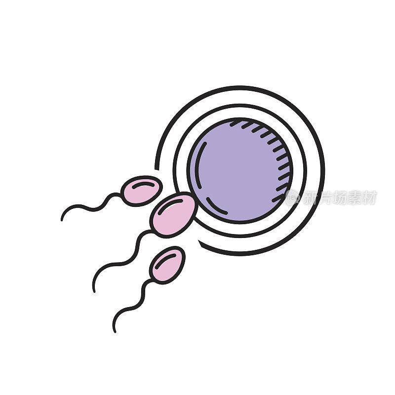 卵子和精子的生育繁殖