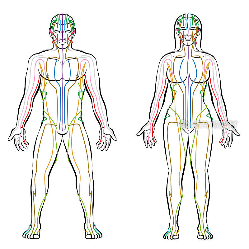 经络系统-男性和女性身体的彩色经络-替代疗法中医治疗信息图-白色背景上孤立的矢量图。