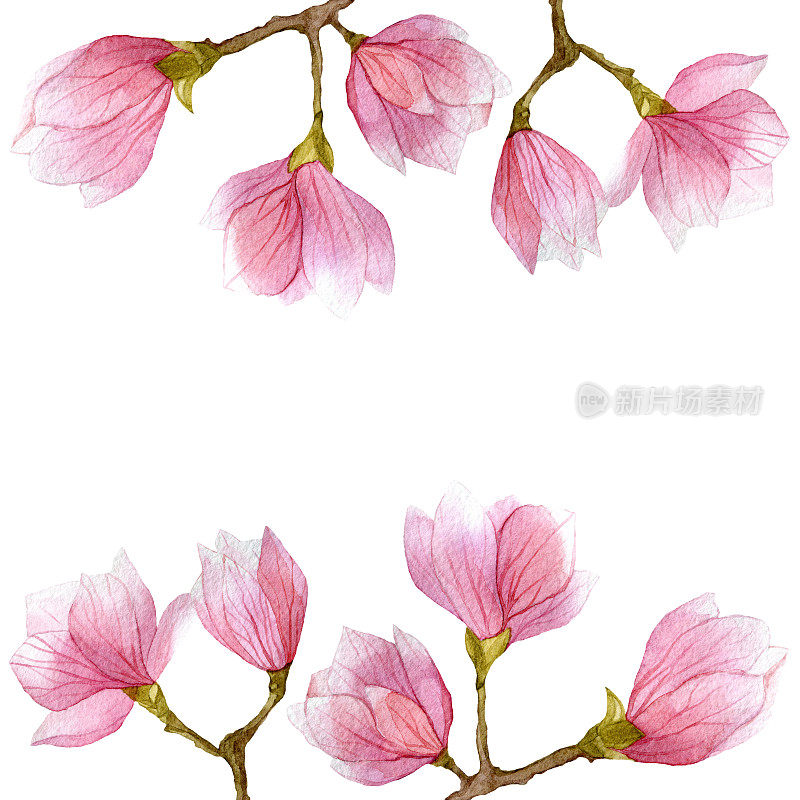 花开花春天插图与木兰枝在水彩。赛季的设计。
