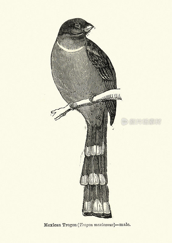 鸟类，墨西哥巨鼻鸟(墨西哥巨鼻鸟)，雄性