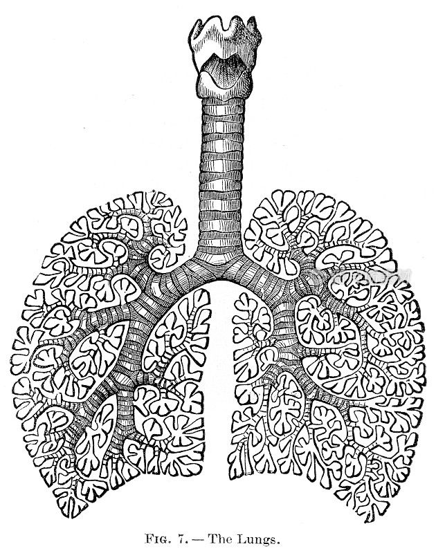 肺解剖学雕刻1886