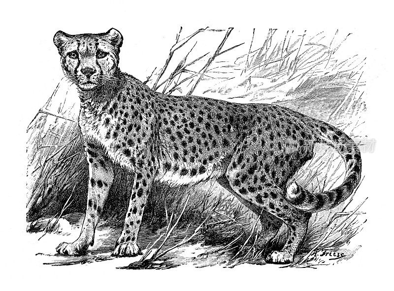 西北非洲猎豹画于1898年