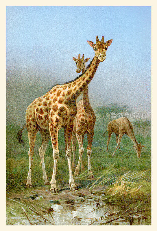两个长颈鹿在非洲一起插图1898年